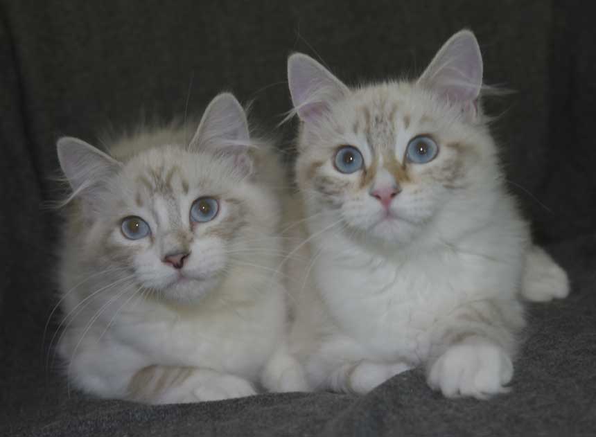 Neva Masquerade kattungar R3-kull