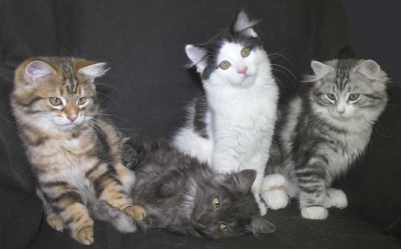 Sibirisk kattungar S3-kullar