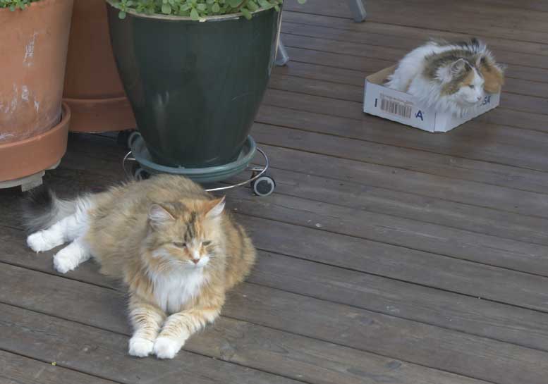 Sibiriska katterDani o Tracie