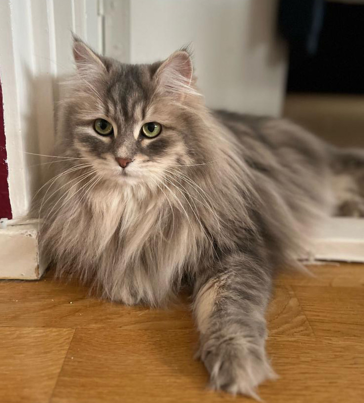 Sibirisk katt Yambika