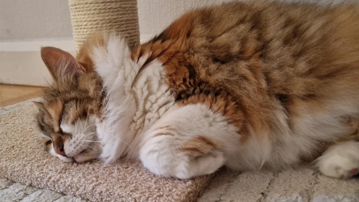 Sibirisk katt Himalia