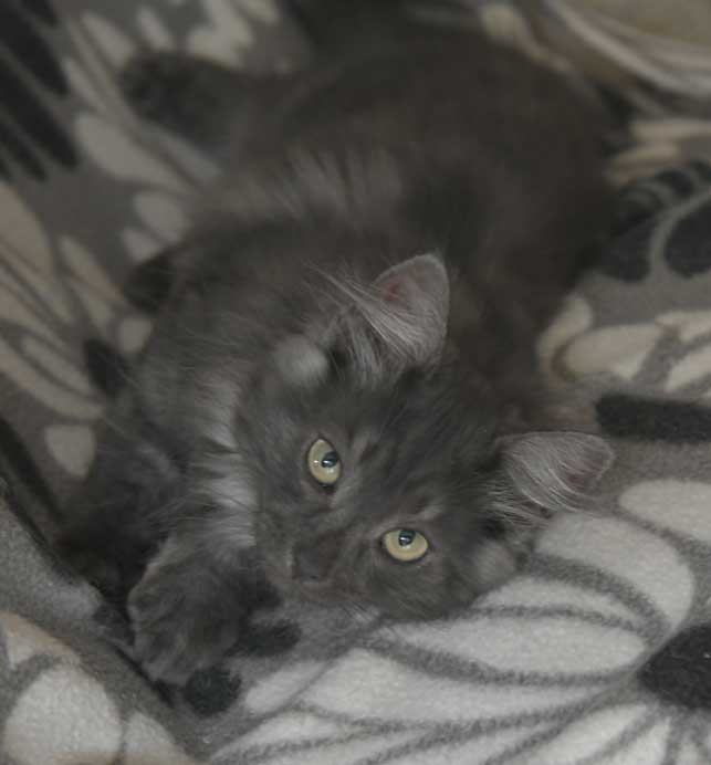 Sibirisk kattunge Sir Skip