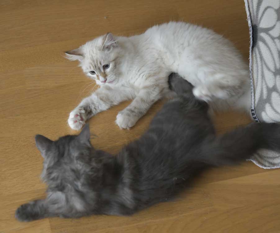 SIB NEM Ritzi o Sir Skip