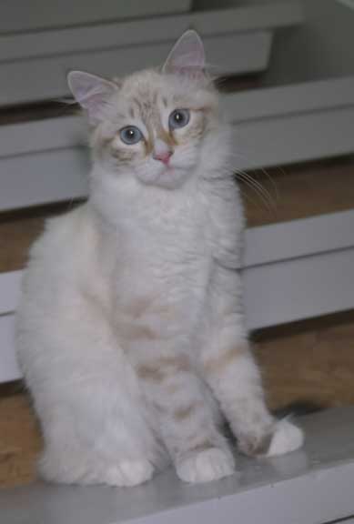 Neva Masquerade kattunge Ritzi