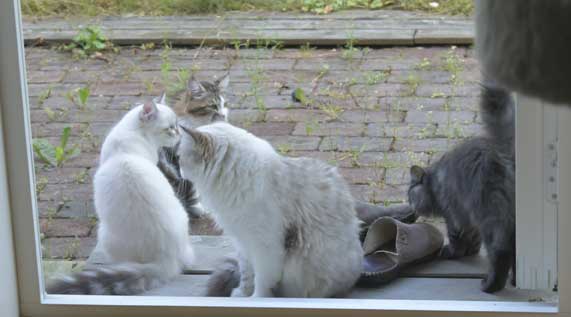 Sibb och Ne Whiffi, Ritzi, Vickie o SirSkip