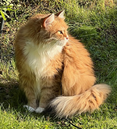 Sibirisk katt Bell