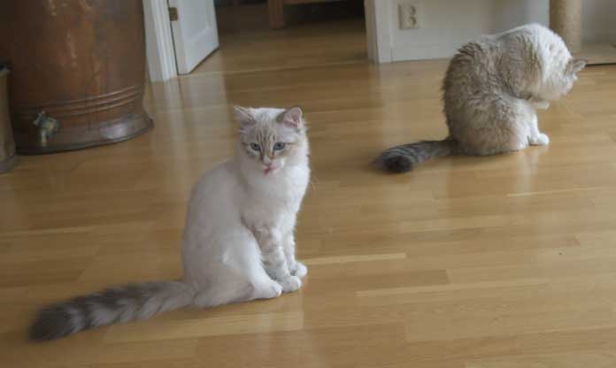 Neva Masquerade Whiffi o Ritzi