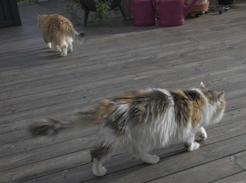 Sibirisk katt Dani o Tracie