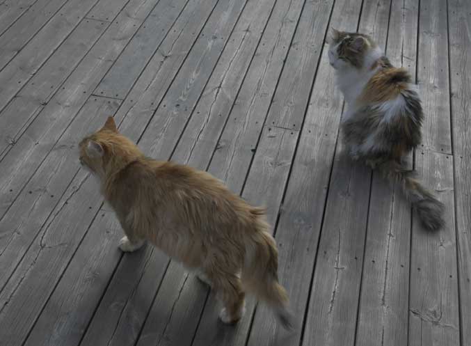 Sibirisk katt Uni o Tracie