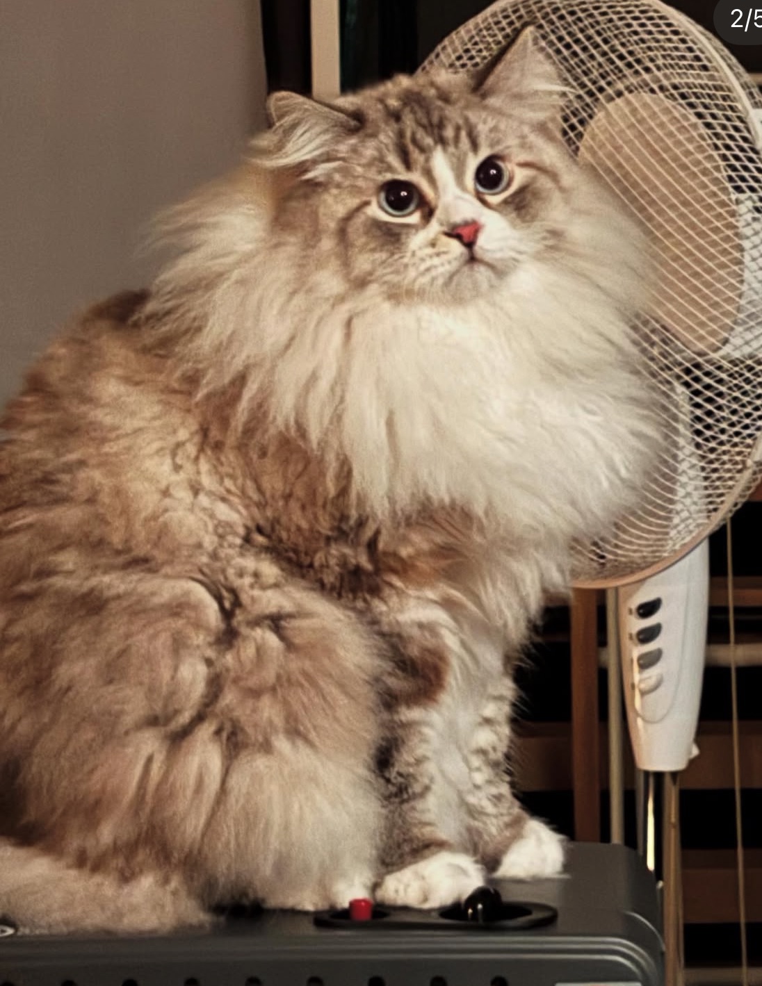 Neva Masquerade katt Darwin
