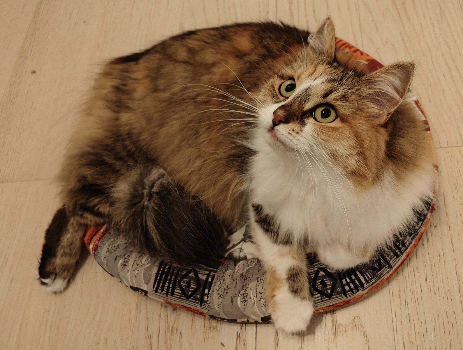 Sibirisk katt Ebella