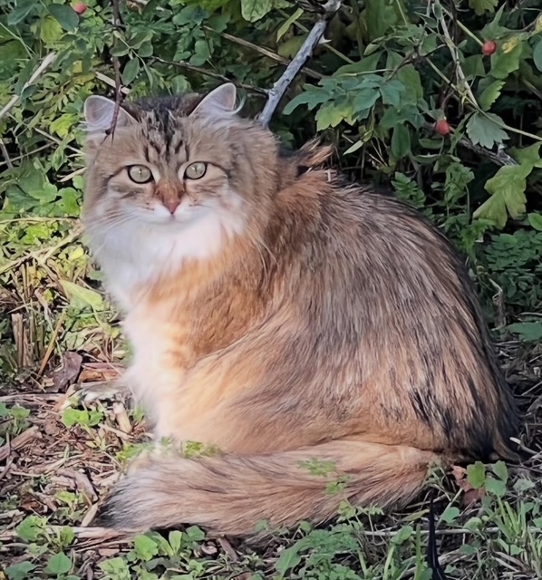Sibirisk katt Fujita