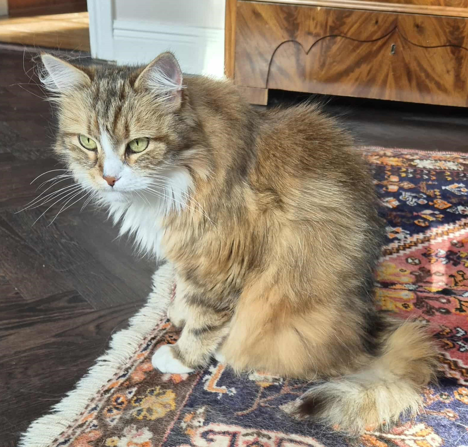 Sibirisk katt Nyx