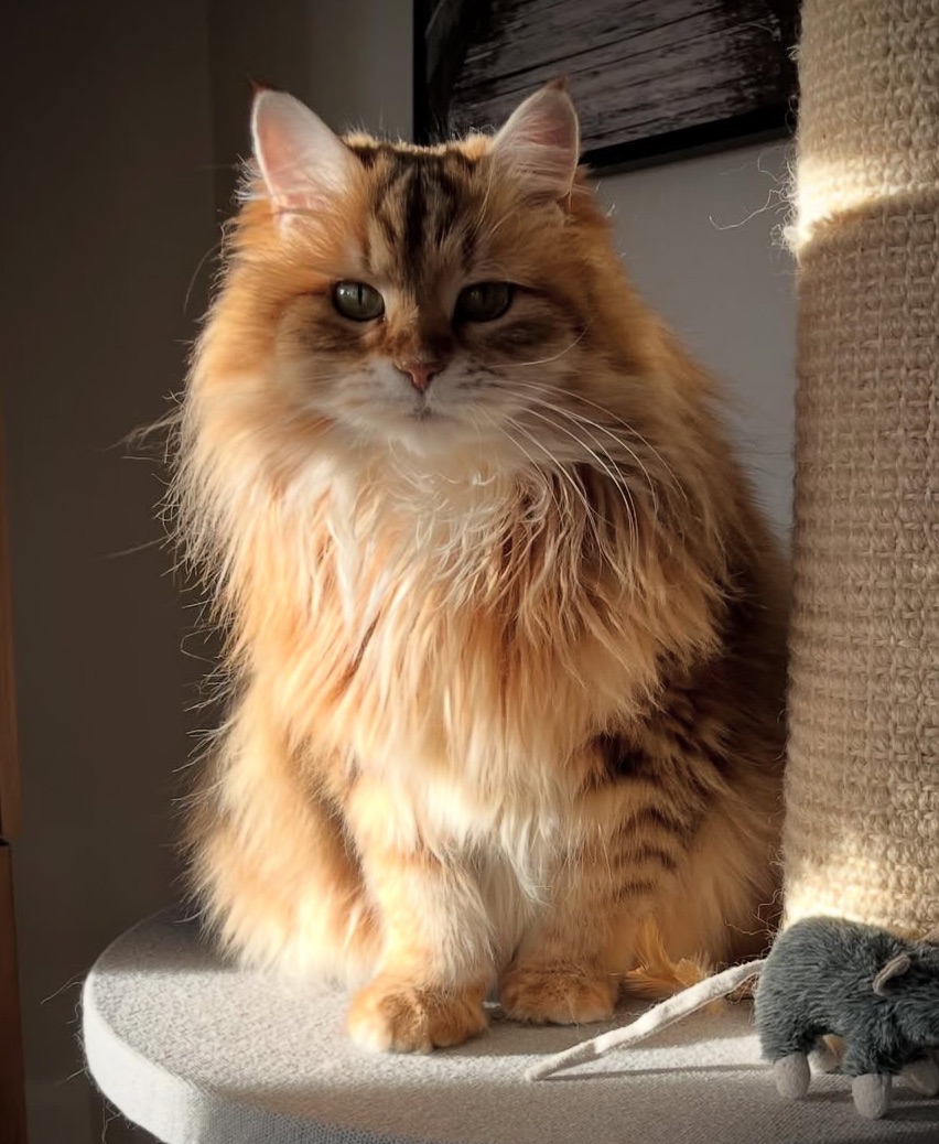 Sibirisk katt Yoko