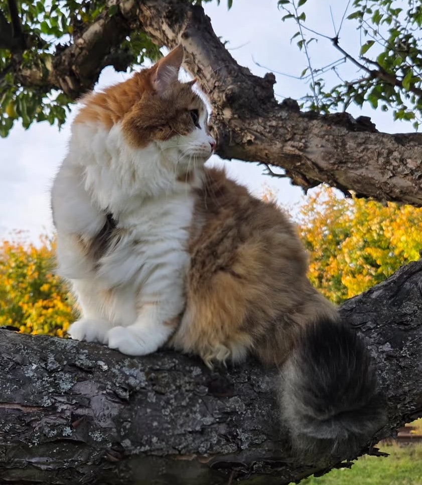 Sibirisk katt Himalia