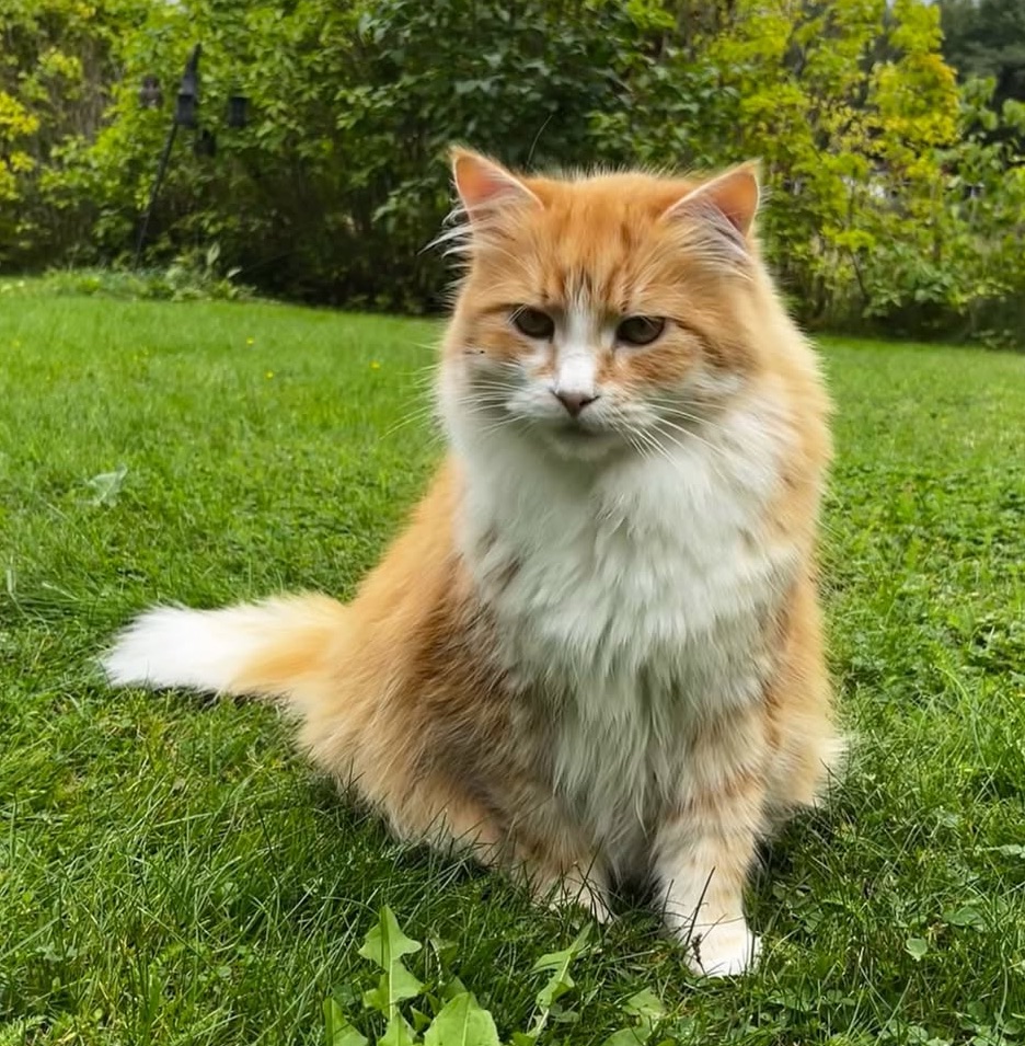Sibirisk katt Flynn