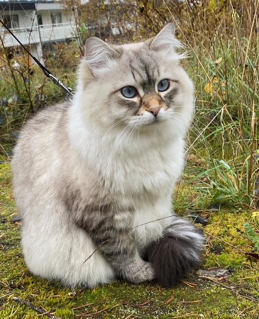 Neva Masquerade katt Kaus
