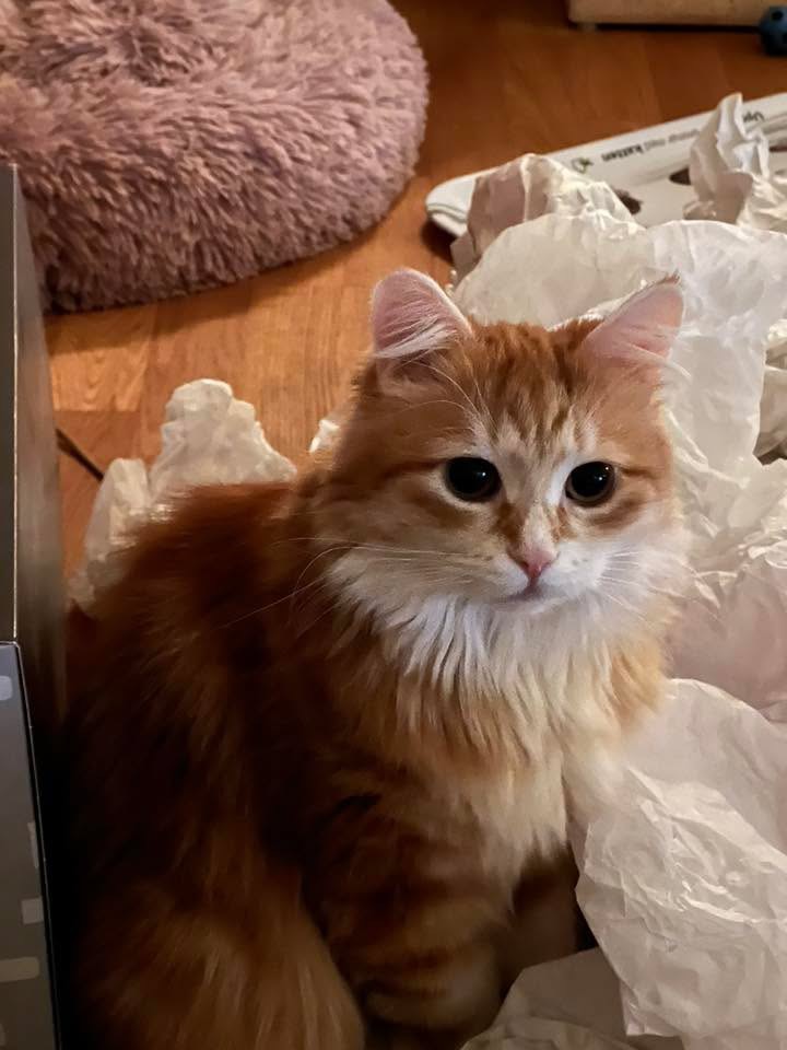 Sibirisk katt Metis