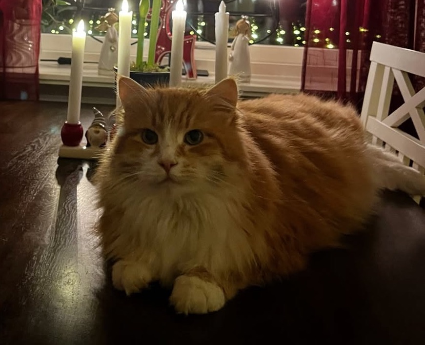 Sibirisk katt Flynn