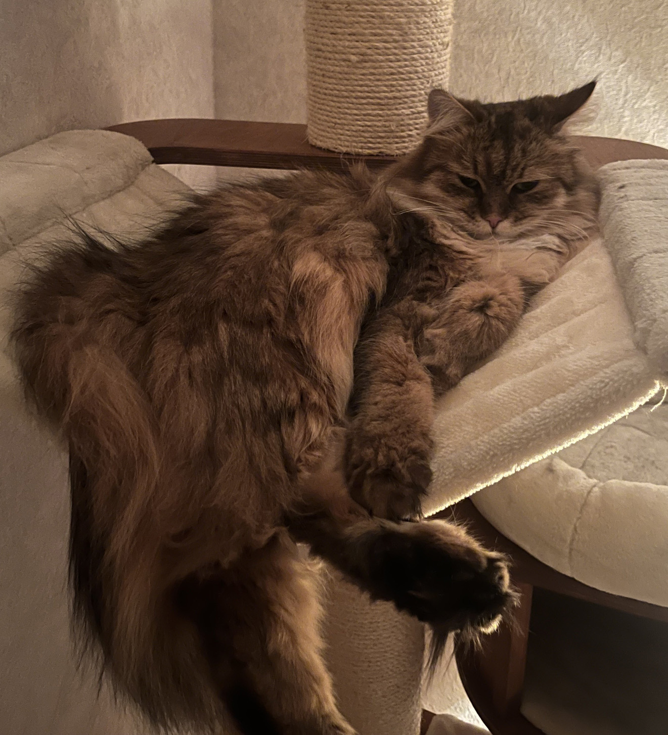 Sibirisk katt Mimas