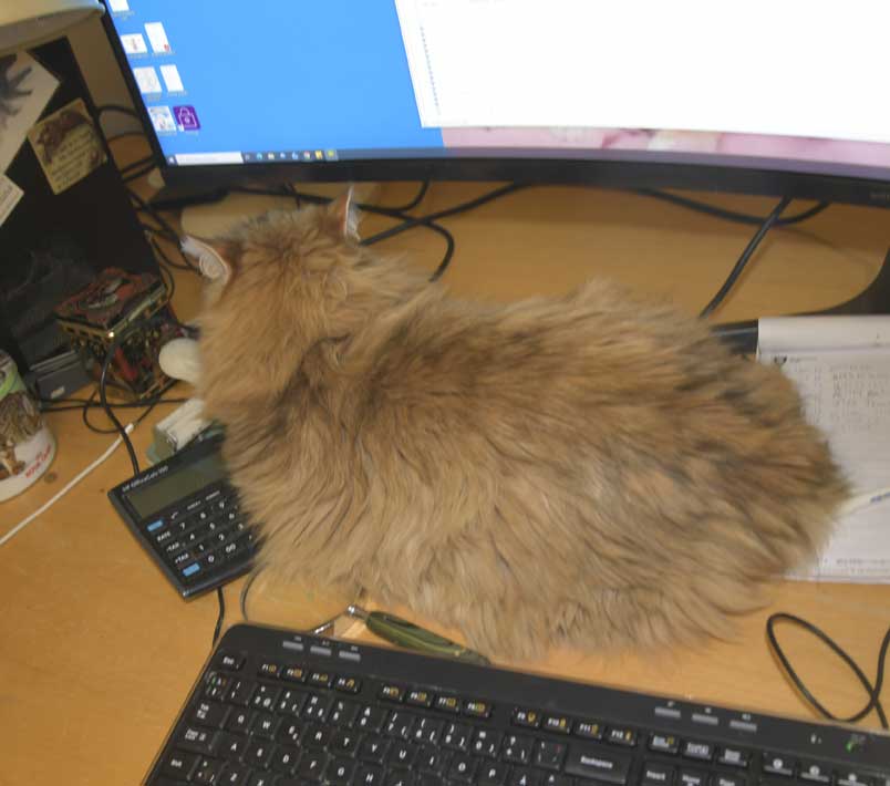 Sibirisk katt Uni