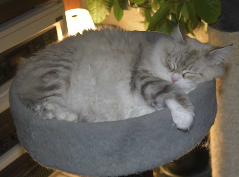 Neva Masquerade katt Whiffi