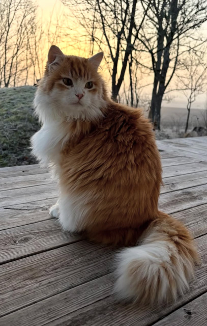 Sibirisk katt Ivan