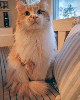 Sibirisk katt Antares