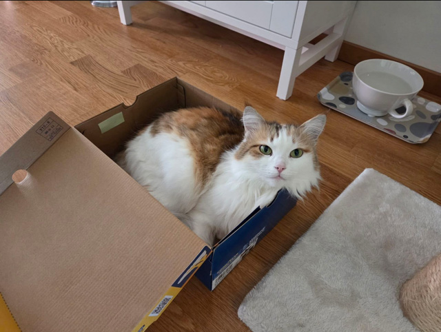 Sibirisk katt Nymphe