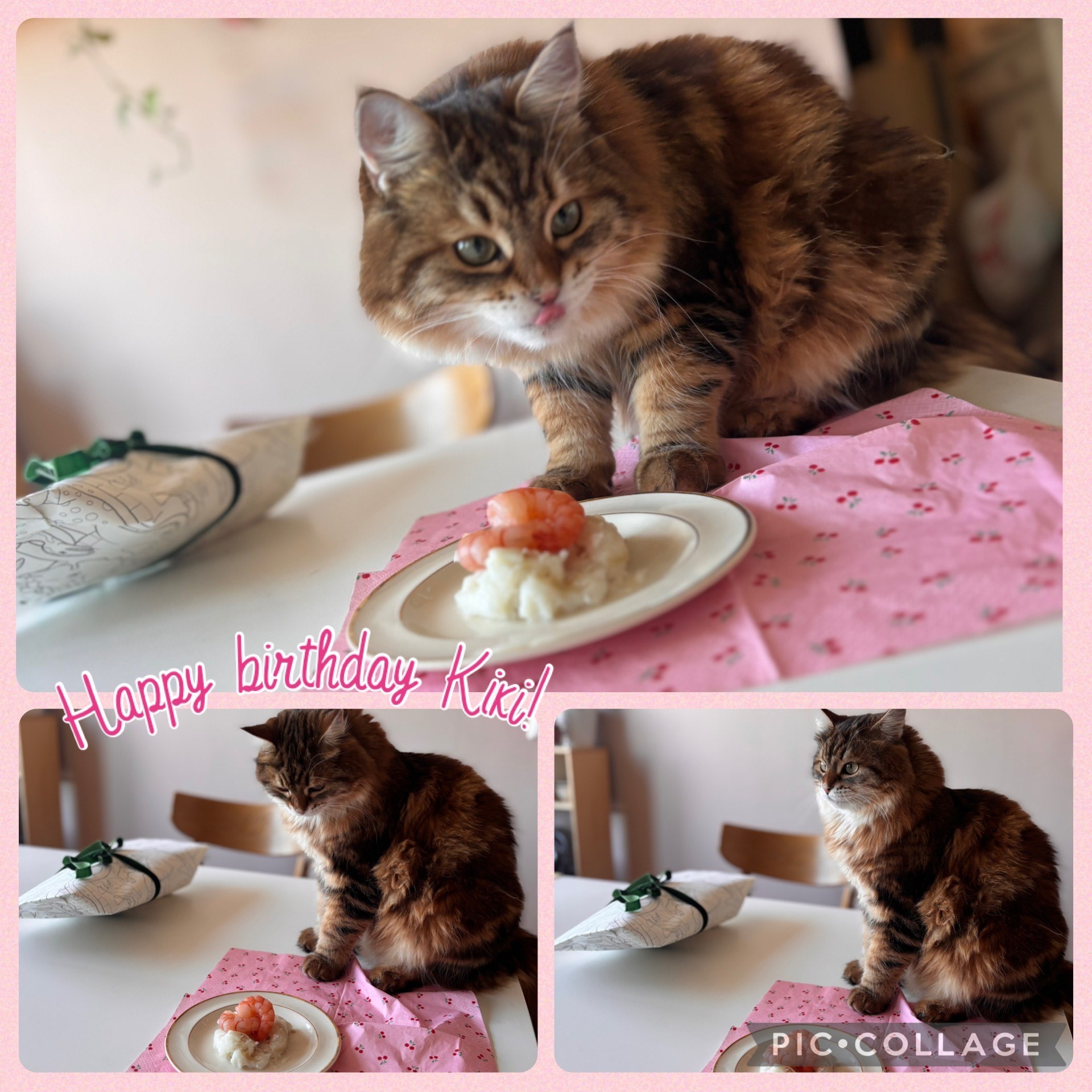 Sibirisk katt Semele