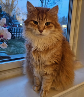 Sibirisk katt Ferrari