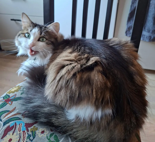 Sibirisk katt Garlena