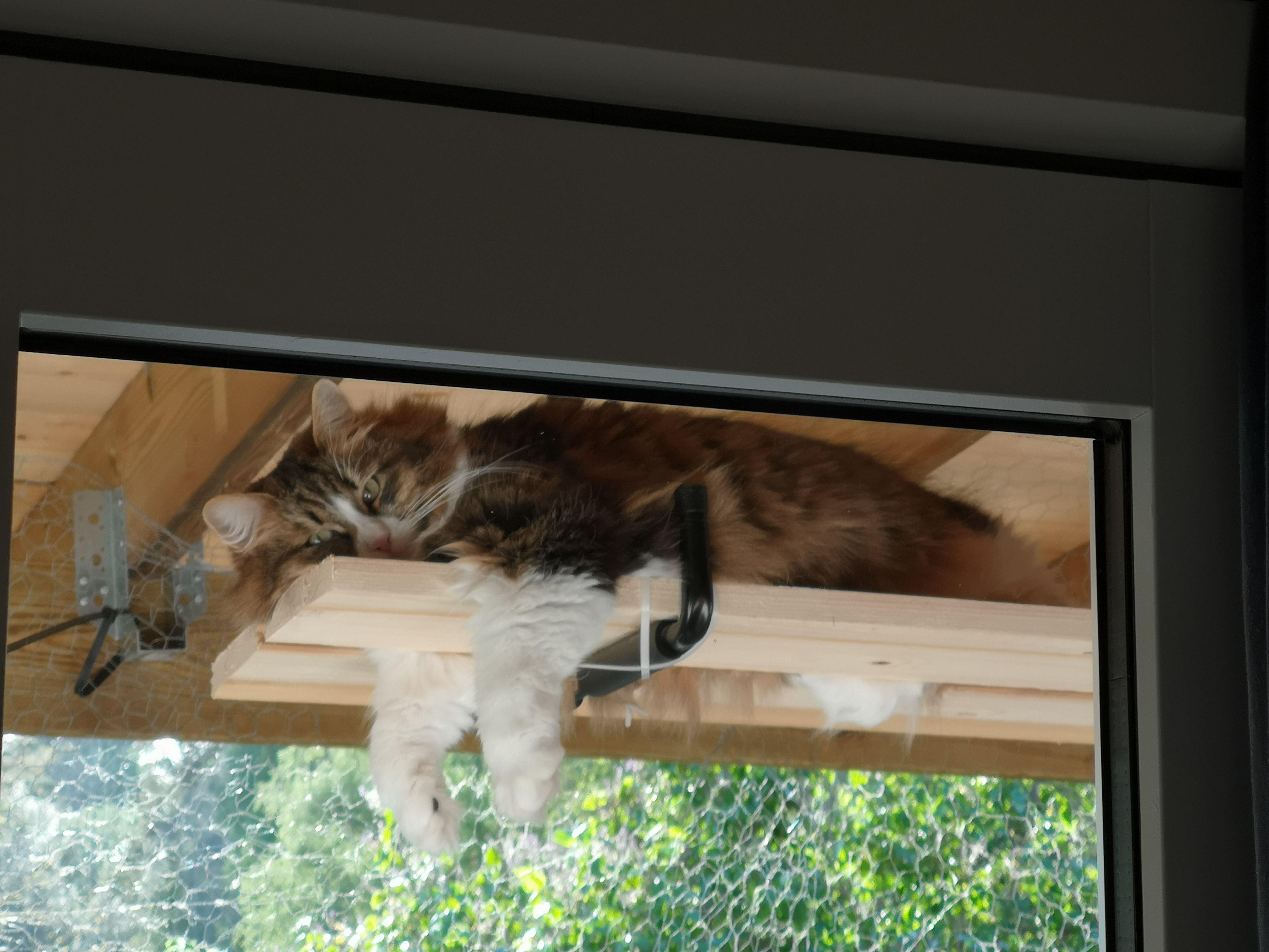 Sibirisk katt Xosa