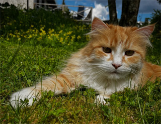 Sibirisk katt Flynn