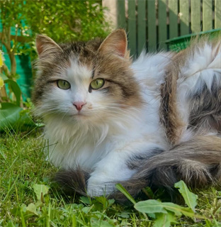 Sibirisk katt Edda