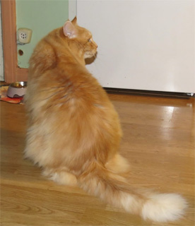 Sibirisk katt Hercules