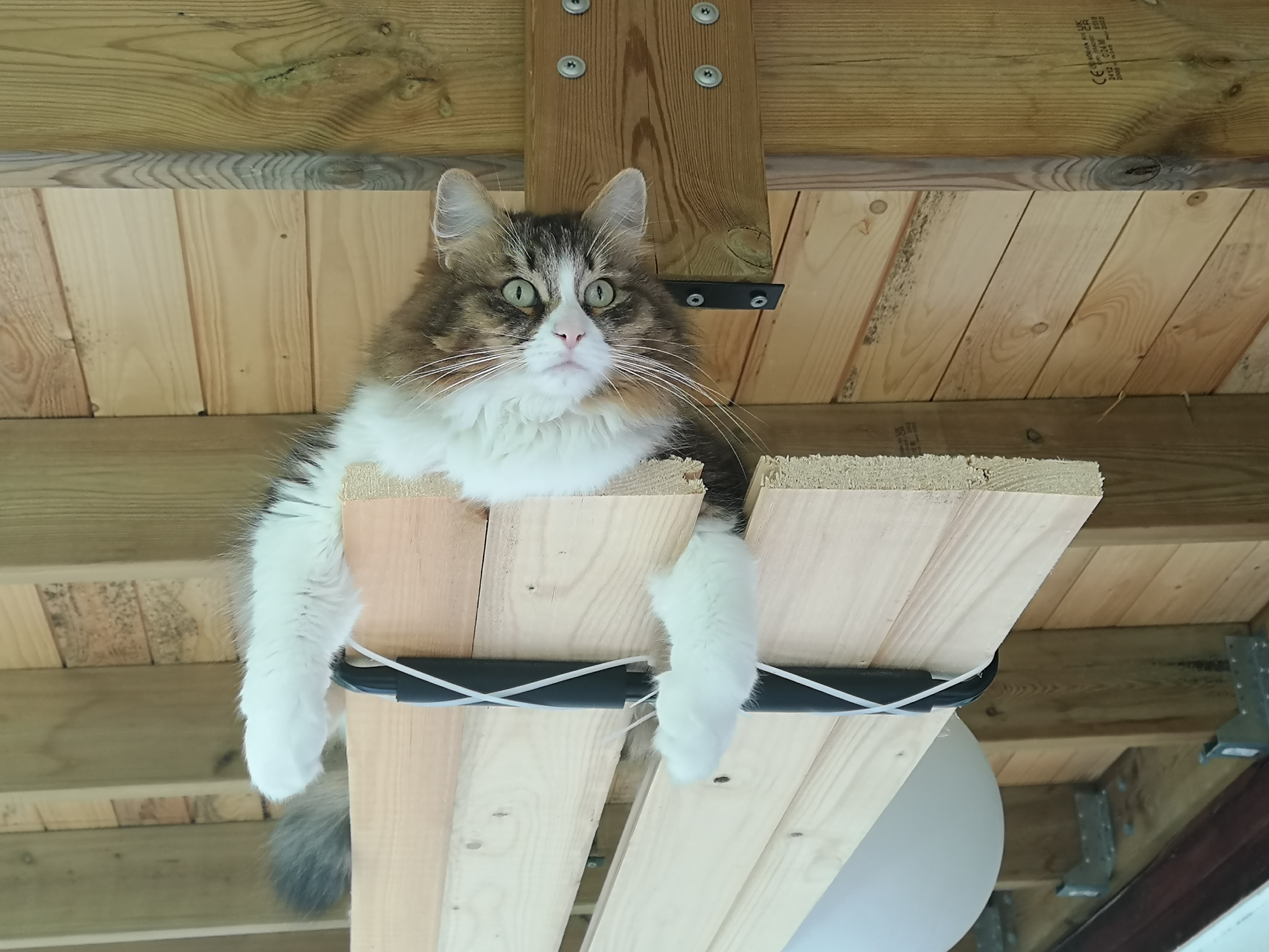 Sibirisk katt Xosa