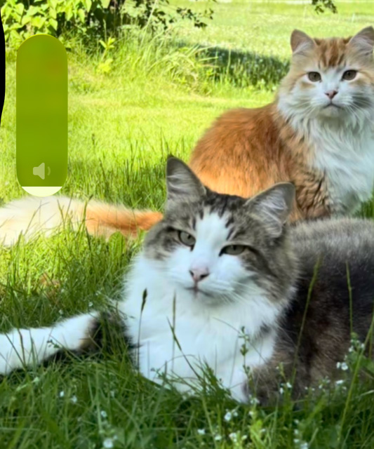 Sibirisk katt Hubble o Ivan