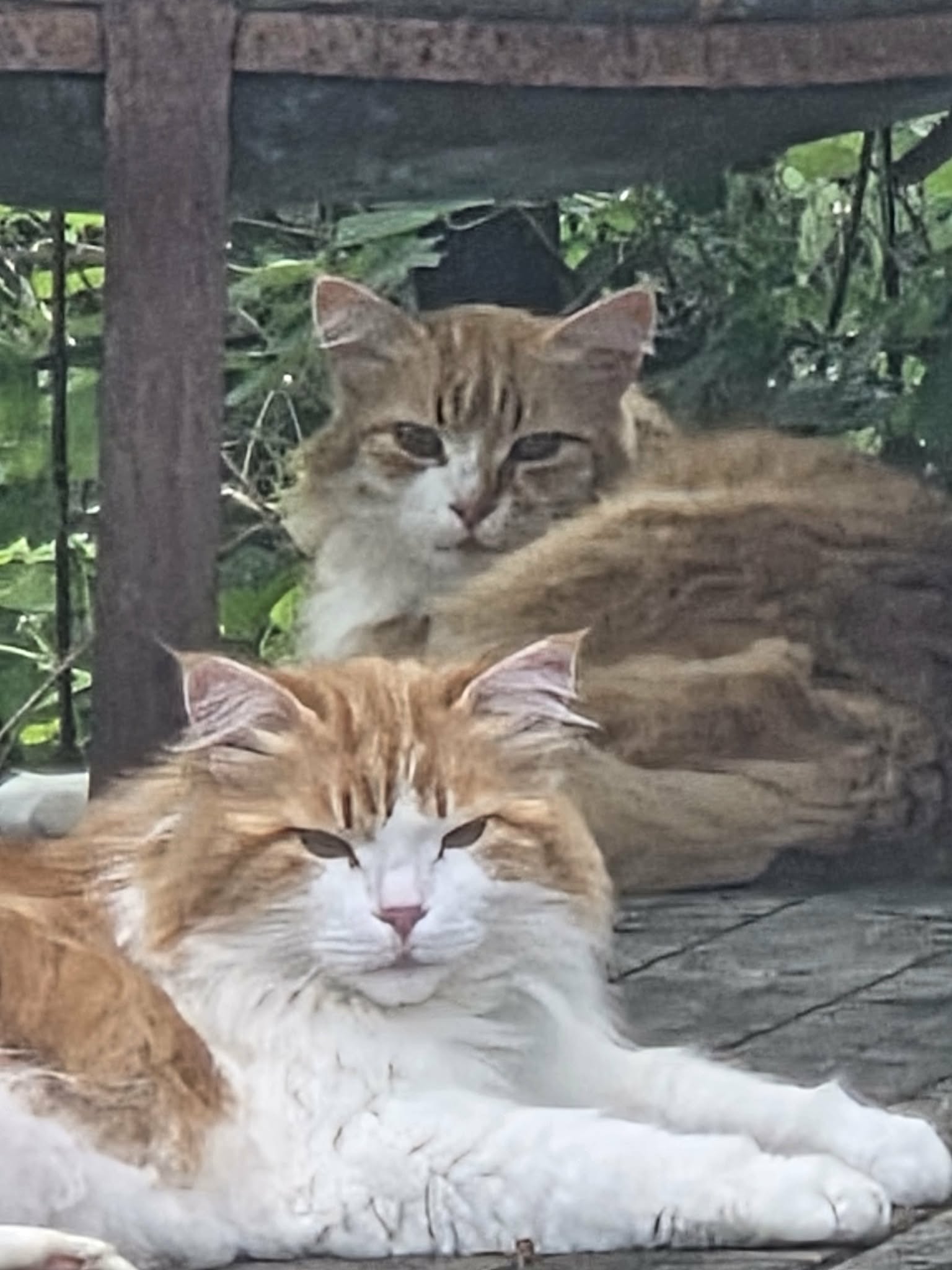 Sibirisk katt Neptune o Rost