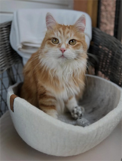 Sibirisk katt Metis