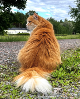 Sibirisk katt Flynn