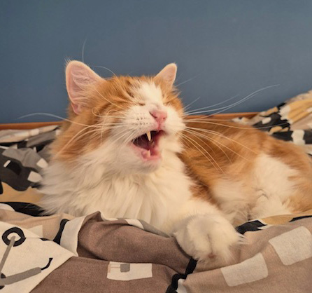 Sibirisk katt Xanthus