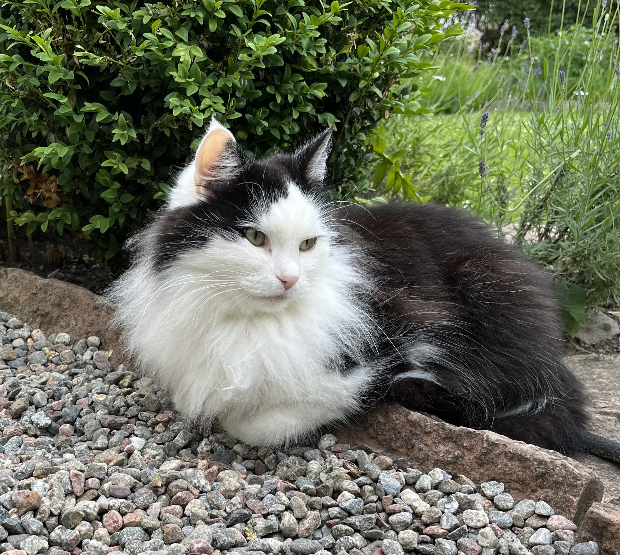 Sibirisk katt Yale