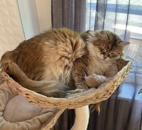 Sibirisk katt Bianca