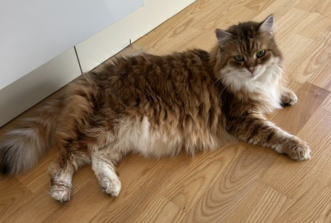 Sibirisk katt Ursula