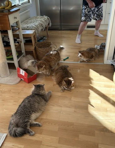 Sibiriskkatt Ursula Yabu Bianca Mneme Otillia