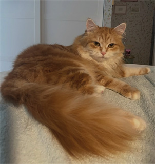 Sibirisk katt Metis