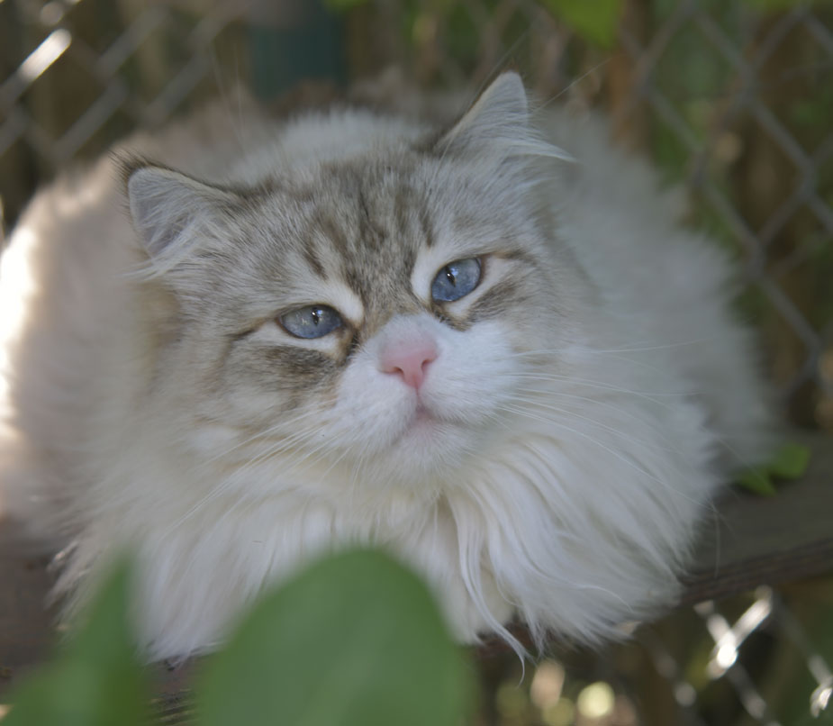 nEVA mASQUERADE KATT wHIFFI