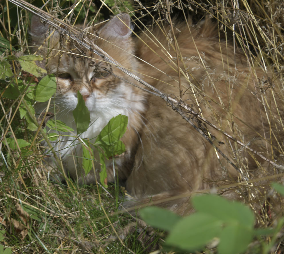 Sibirisk katt Uni