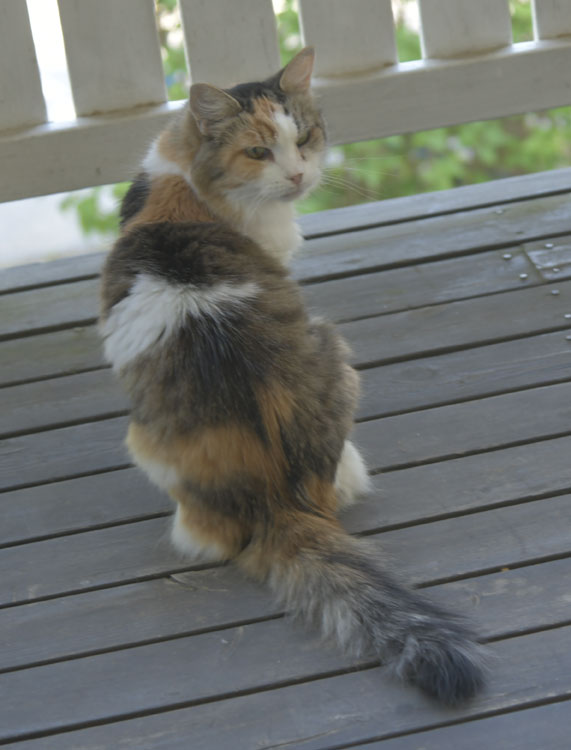 Sibirisk katt Colbie